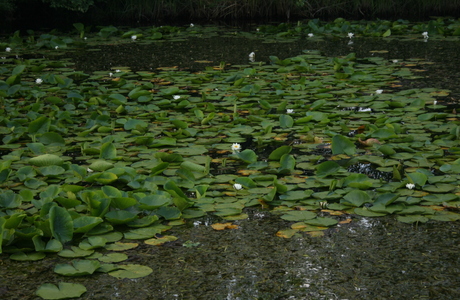 Weiße Seerose (Nymphaea alba) - © Emanuel Trummer